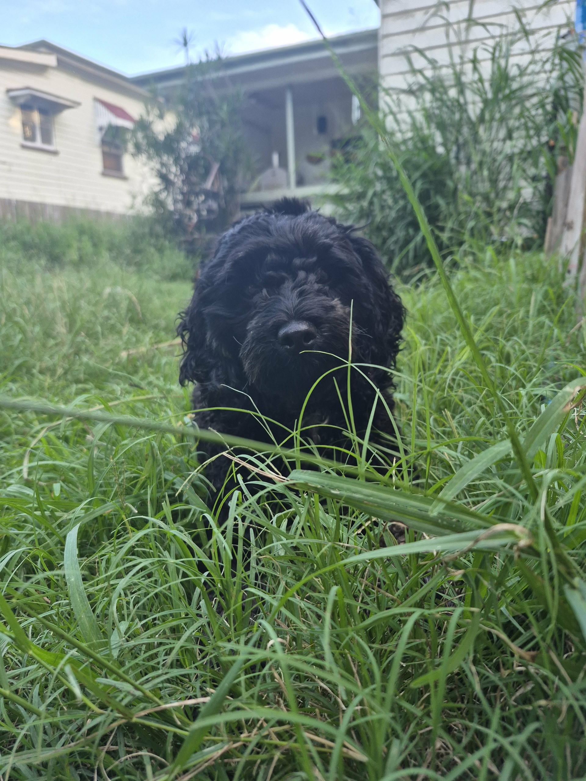 Bettie the support dog