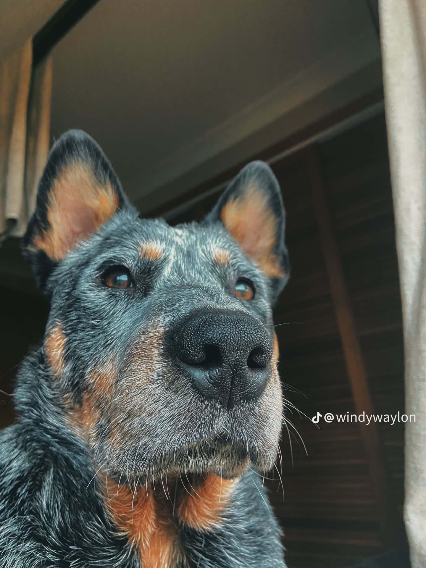 Waylon the support dog