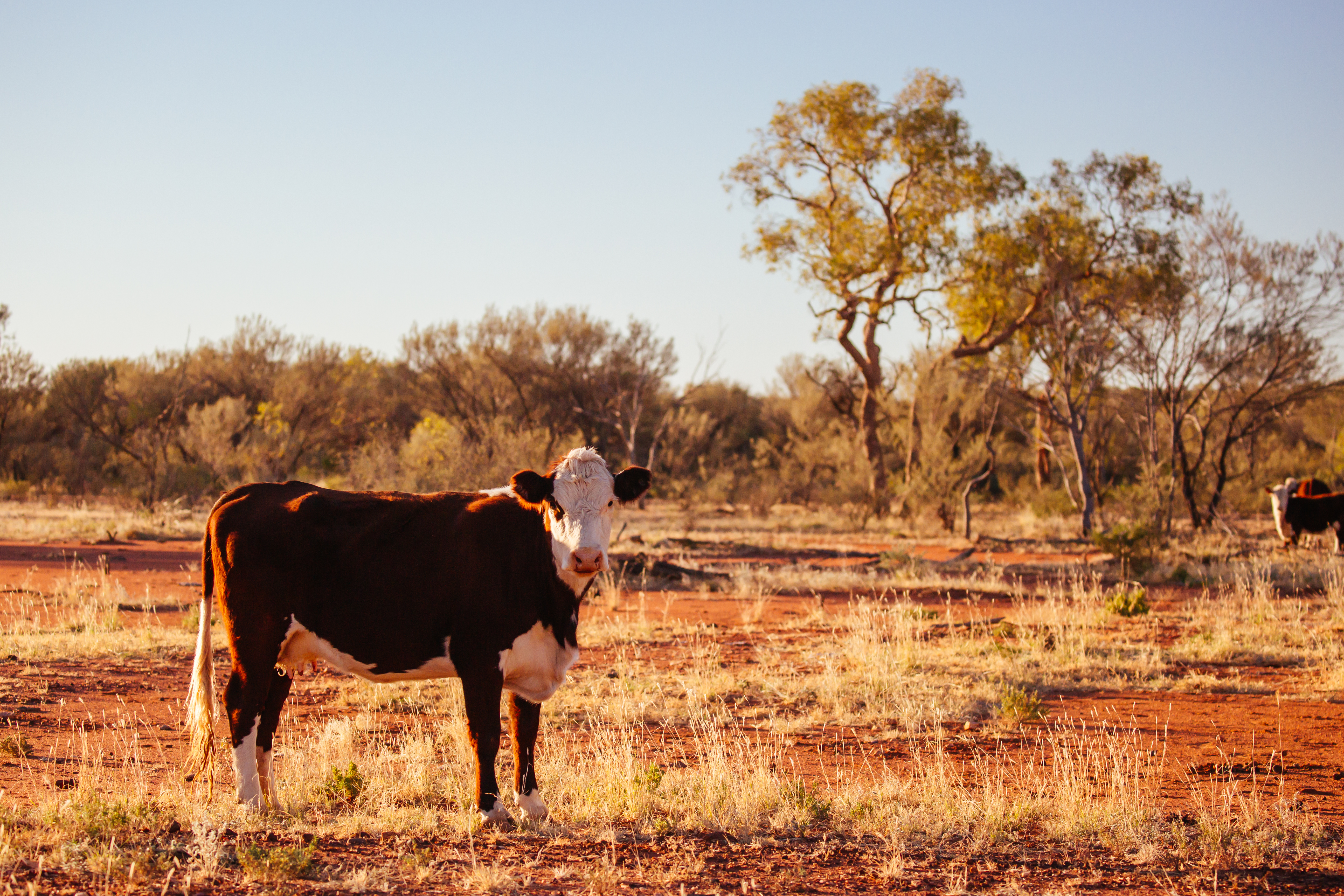 Aussie outback cows